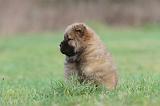 CHOW CHOW 319